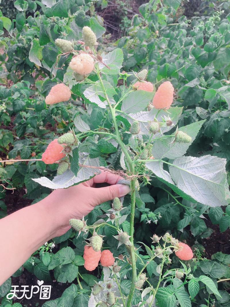 橙色奇迹黄树莓苗双季黄树莓苗盆栽地栽南方北方都适合