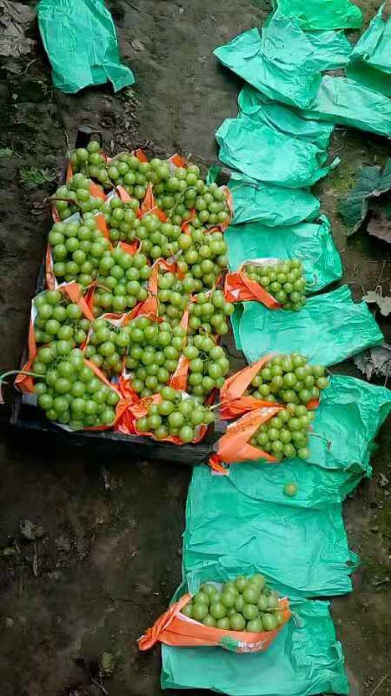 龙口露天套袋阳光玫瑰大量现货
