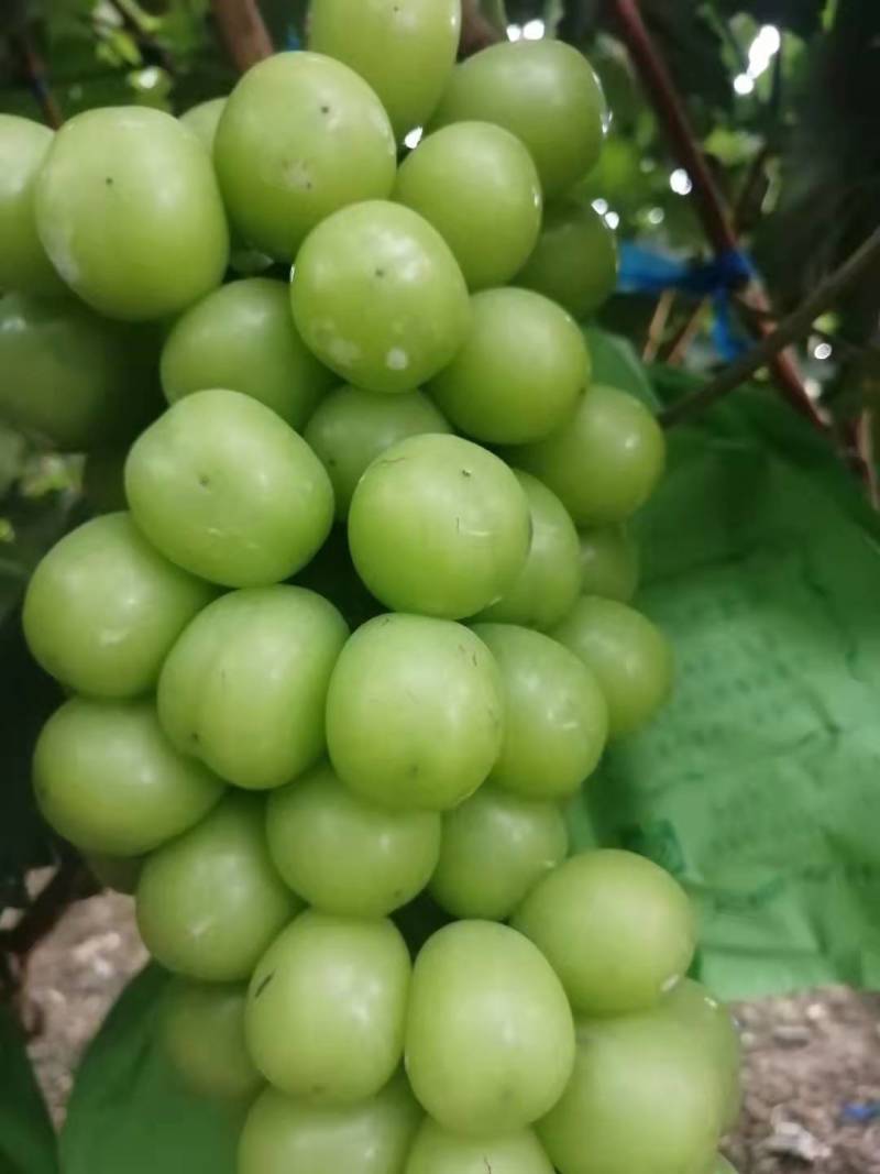 龙口露天套袋阳光玫瑰大量现货
