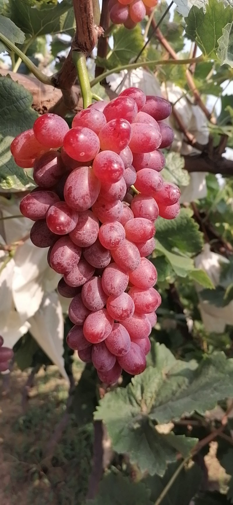 优质克伦生葡萄生产基地质量好需要的老板抓紧联系