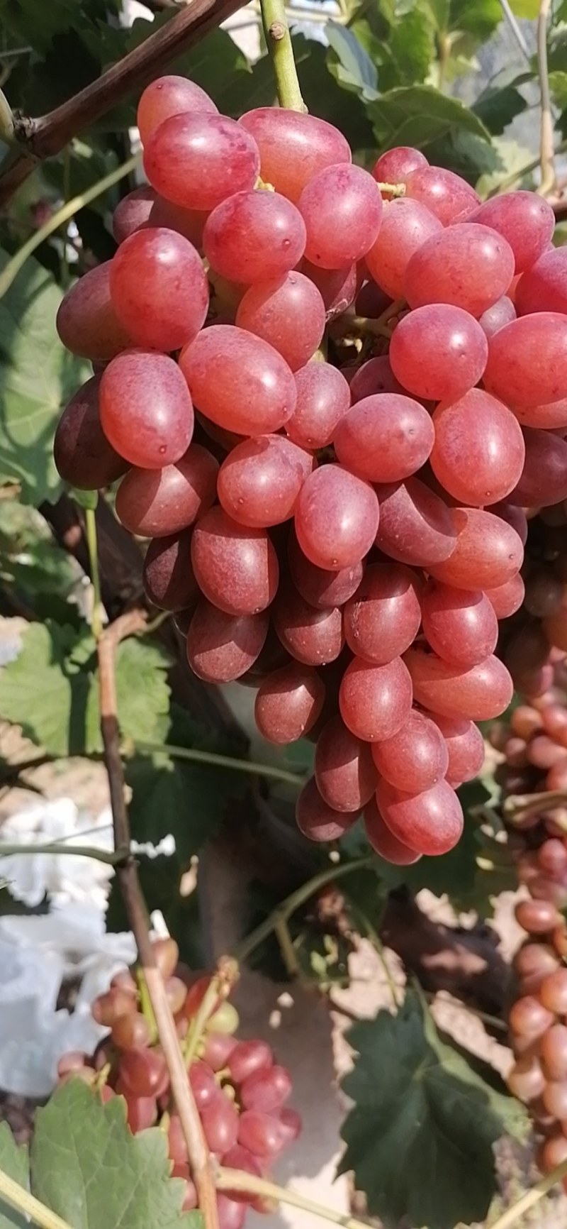 优质克伦生葡萄生产基地质量好需要的老板抓紧联系