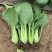 菘美902青梗菜种子，绿叶绿柄窄帮替代鸡毛菜，无纤维