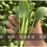 菘美902青梗菜种子，绿叶绿柄窄帮替代鸡毛菜，无纤维