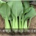 菘美902青梗菜种子，绿叶绿柄窄帮替代鸡毛菜，无纤维