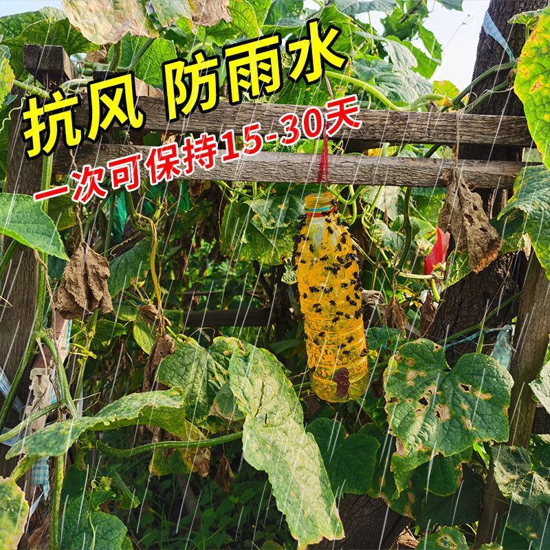 瓜果实蝇诱粘剂果蝇诱捕器神器菜园果园果树杀虫剂灭针蜂药引