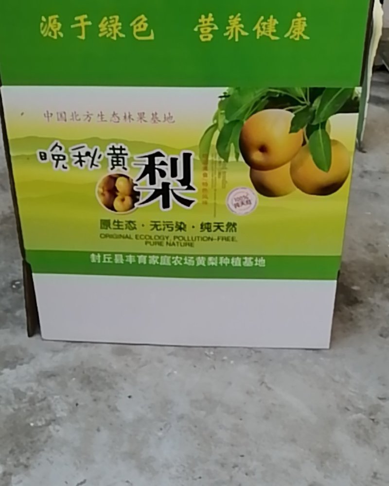 晚秋黄梨