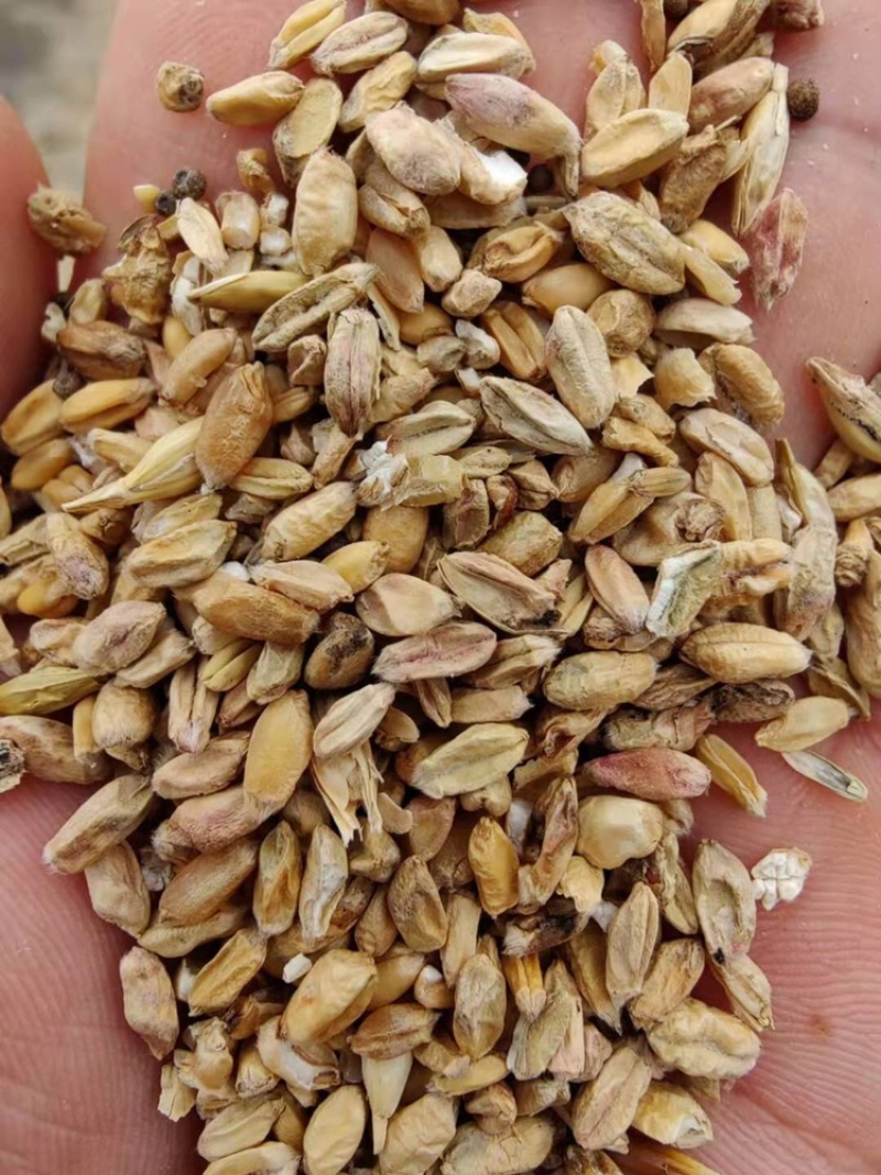 过筛草籽麦，碎麦子，碎玉米，麦毛，麦土，麦糠，