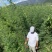 黑荆树，银荆树，金合欢，圣诞树，圣诞树苗，黑荆树苗