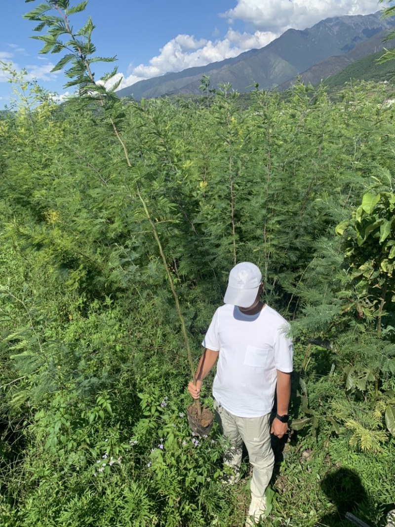 黑荆树，银荆树，金合欢，圣诞树，圣诞树苗，黑荆树苗