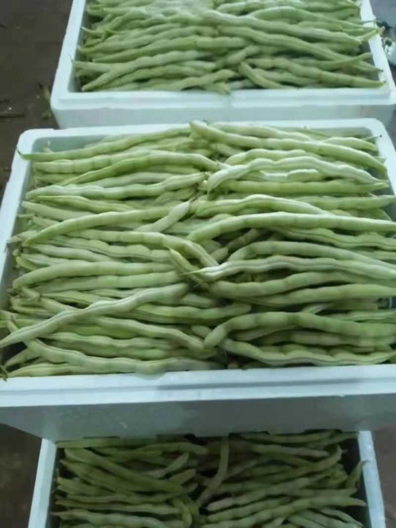 开坡肉豆，大量上市中，欢迎各位老板咨询……………