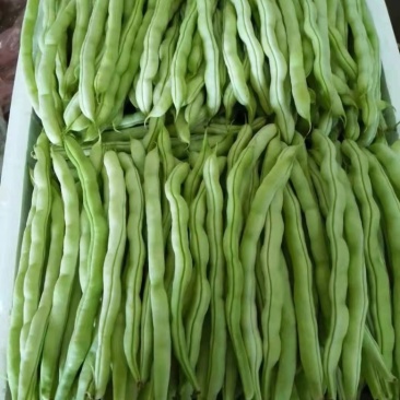 开坡肉豆，大量上市中，欢迎各位老板咨询……………