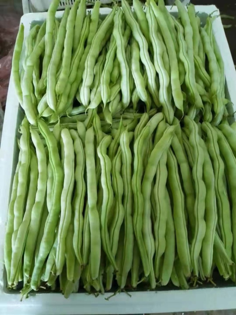开坡肉豆，大量上市中，欢迎各位老板咨询……………