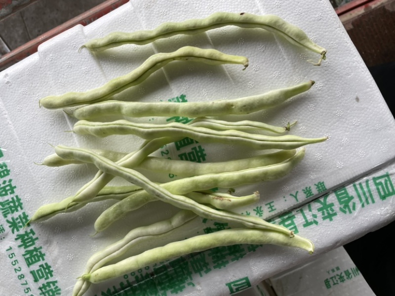 开坡肉豆，大量上市中，欢迎各位老板咨询……………