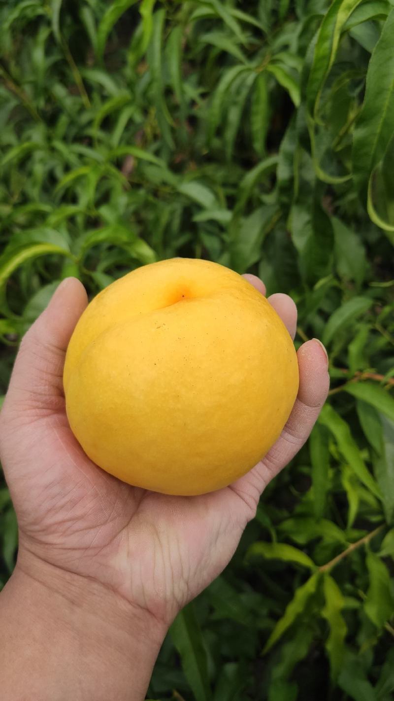 黄宝石2号油桃苗，大果型，高糖度，口味浓甜
