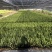 肾厥