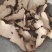 猪苓中药材批发猪苓质量保证量大从优