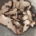 猪苓中药材批发猪苓质量保证量大从优