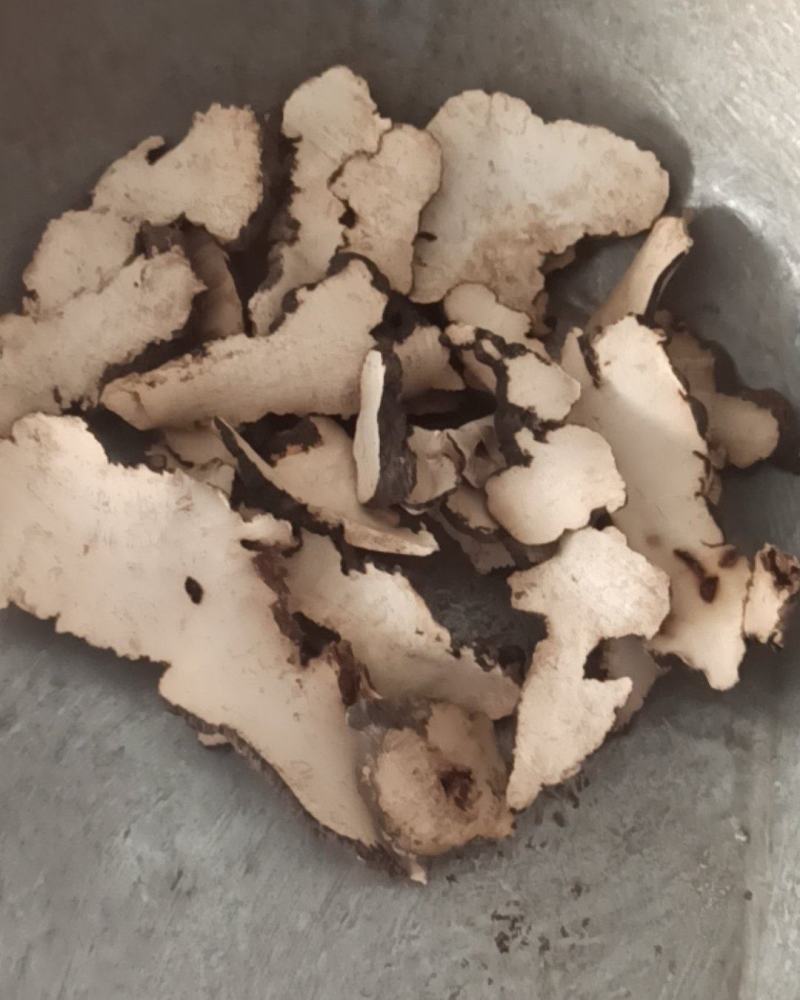 猪苓中药材批发猪苓质量保证量大从优