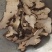 猪苓中药材批发猪苓质量保证量大从优