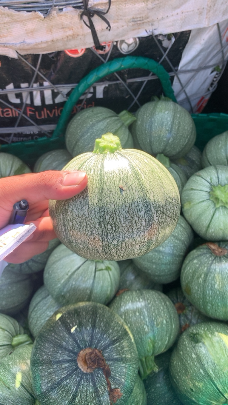 圆南瓜基地一手货源农户种植质量保证
