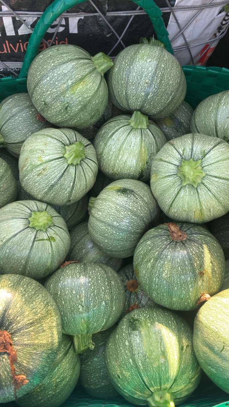 圆南瓜基地一手货源农户种植质量保证