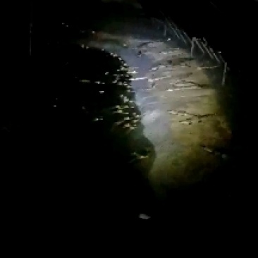 鳄鱼肉每条都可带合法养殖的标签需要可直接下单