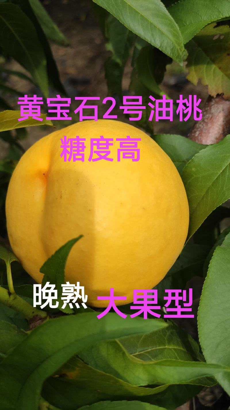 黄宝石2号油桃苗，大果型，高糖度，口味浓甜