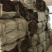 草珊瑚鲜货苗子、九节茶肿节风干货、全年大量供应