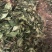 草珊瑚鲜货苗子、九节茶肿节风干货、全年大量供应