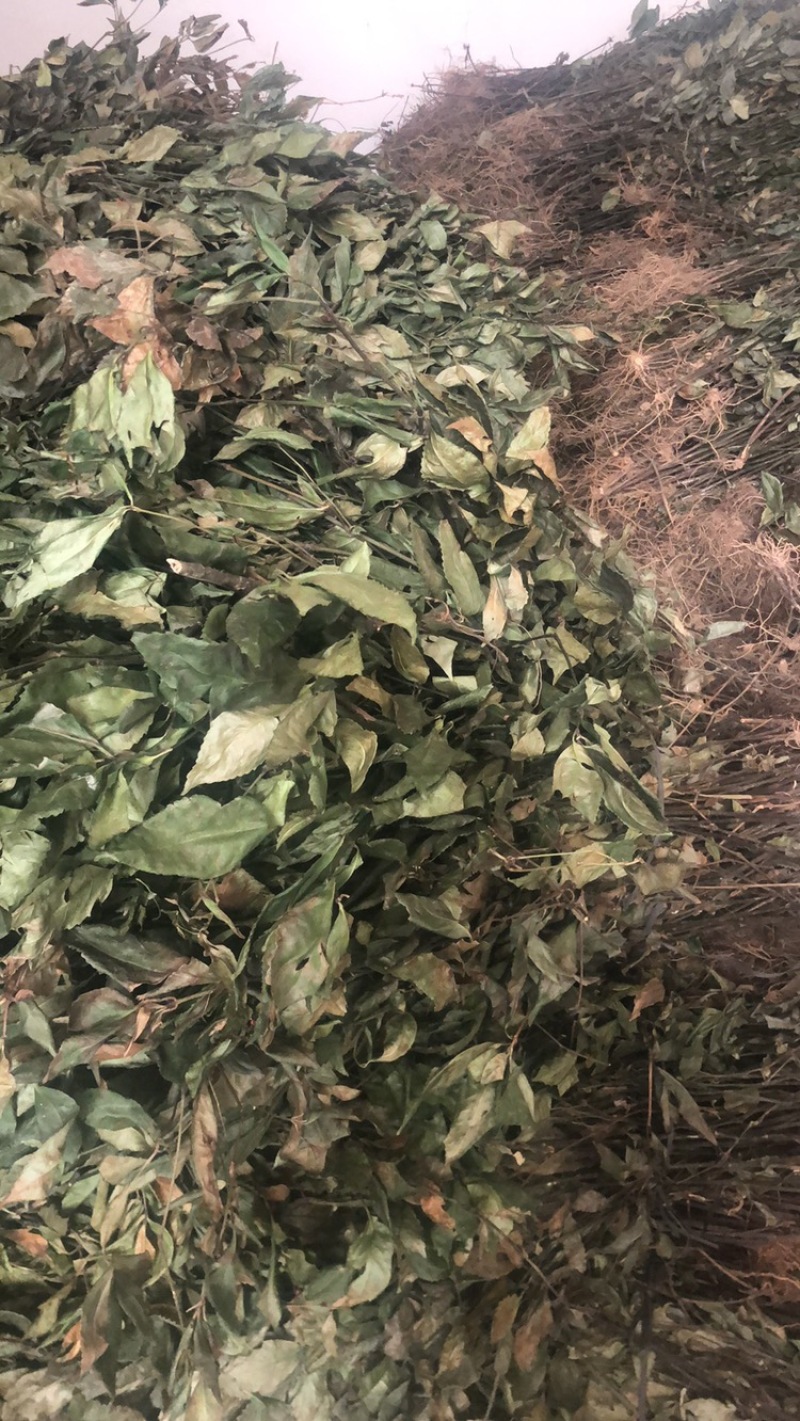 草珊瑚鲜货苗子、九节茶肿节风干货、全年大量供应