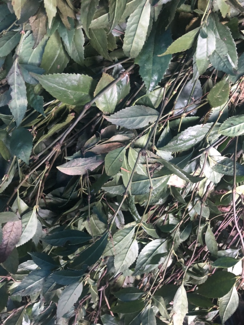 草珊瑚鲜货苗子、九节茶肿节风干货、全年大量供应