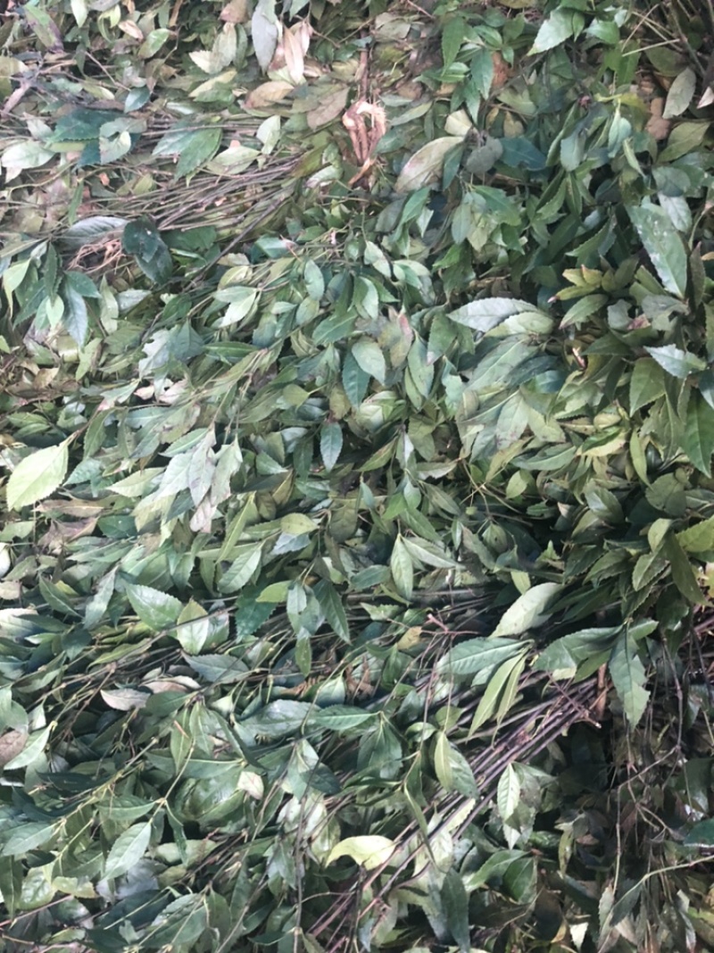 草珊瑚鲜货苗子、九节茶肿节风干货、全年大量供应