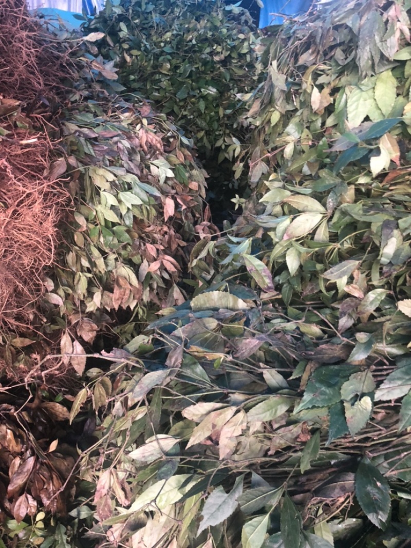 草珊瑚鲜货苗子、九节茶肿节风干货、全年大量供应