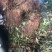草珊瑚鲜货苗子、九节茶肿节风干货、全年大量供应