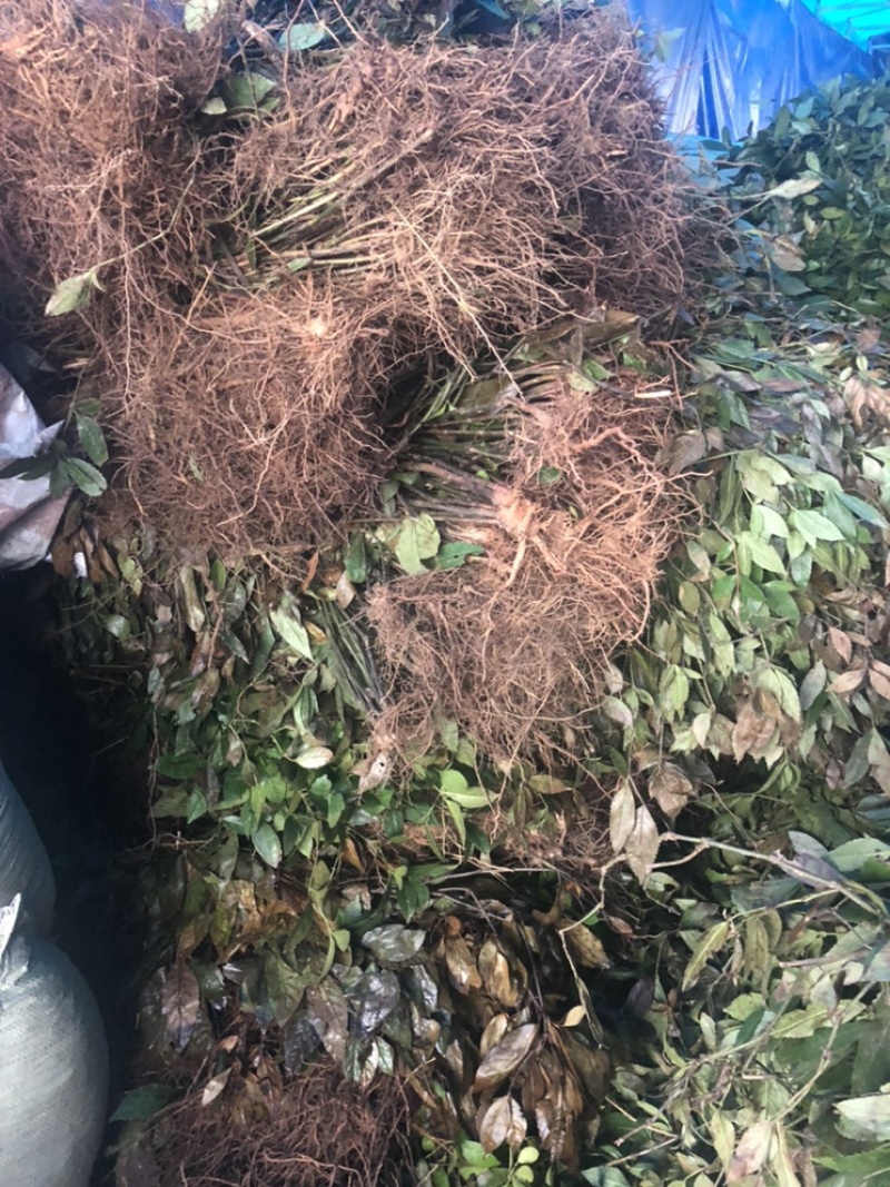 草珊瑚鲜货苗子、九节茶肿节风干货、全年大量供应