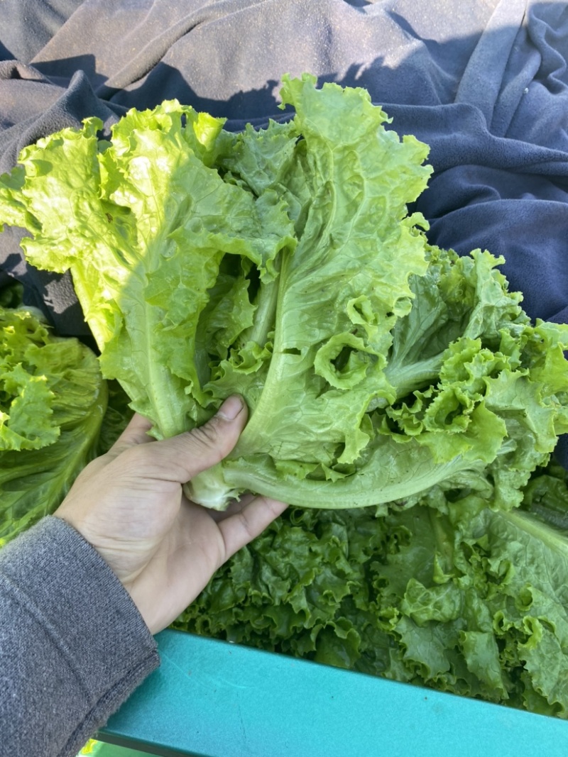 河北邯郸精品大叶生菜，大量上市，有需要的老板可以联系！