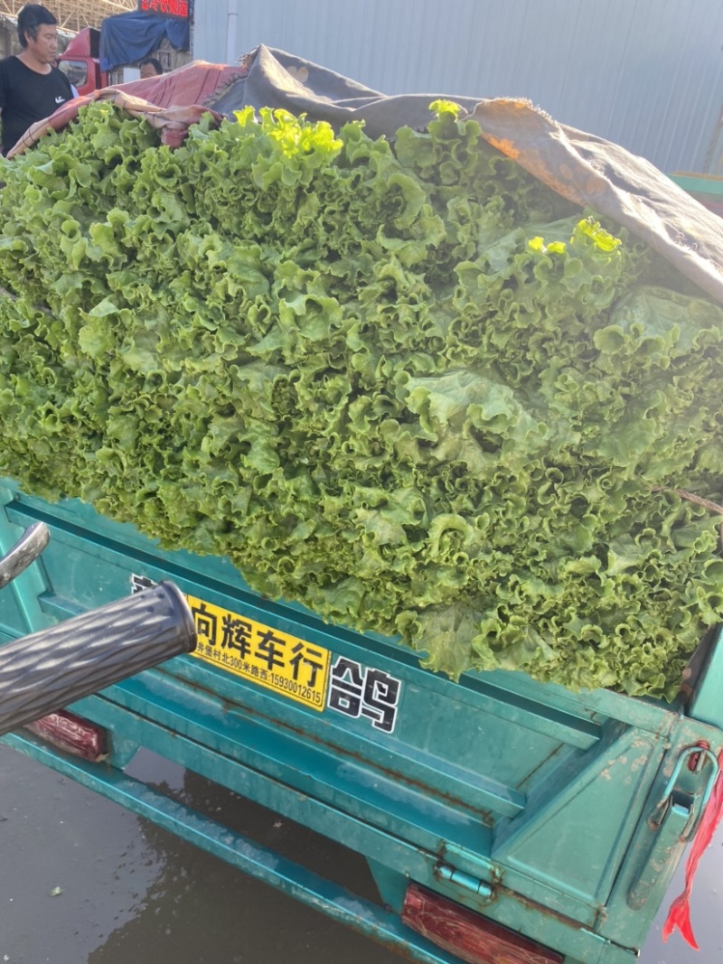 河北邯郸精品大叶生菜，大量上市，有需要的老板可以联系！