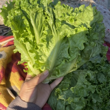 河北邯郸精品大叶生菜，大量上市，有需要的老板可以联系！