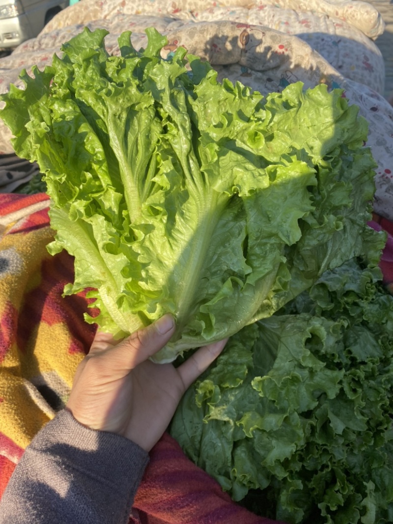 河北邯郸精品大叶生菜，大量上市，有需要的老板可以联系！