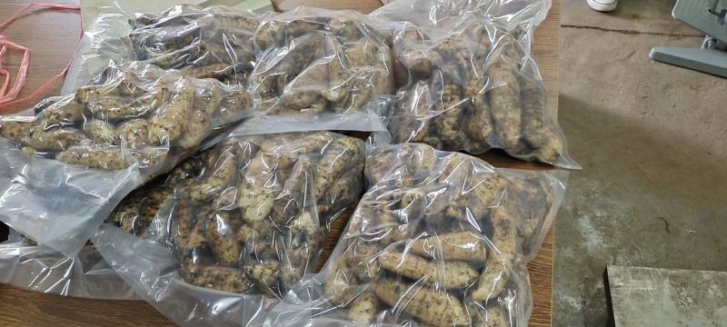 贵州省大方县红杆鲜天麻，过有机认证，质量有保证。