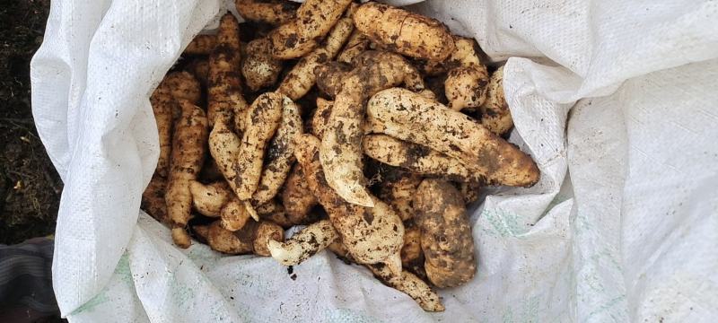贵州省大方县红杆鲜天麻，过有机认证，质量有保证。