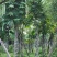 无忧树/无忧花，大骨架8-10-12分袋苗