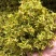 霍山铁皮石斛切片，正宗霍山石斛原产地认证品质保证