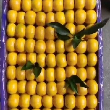 江西新余蜜橘即将上市