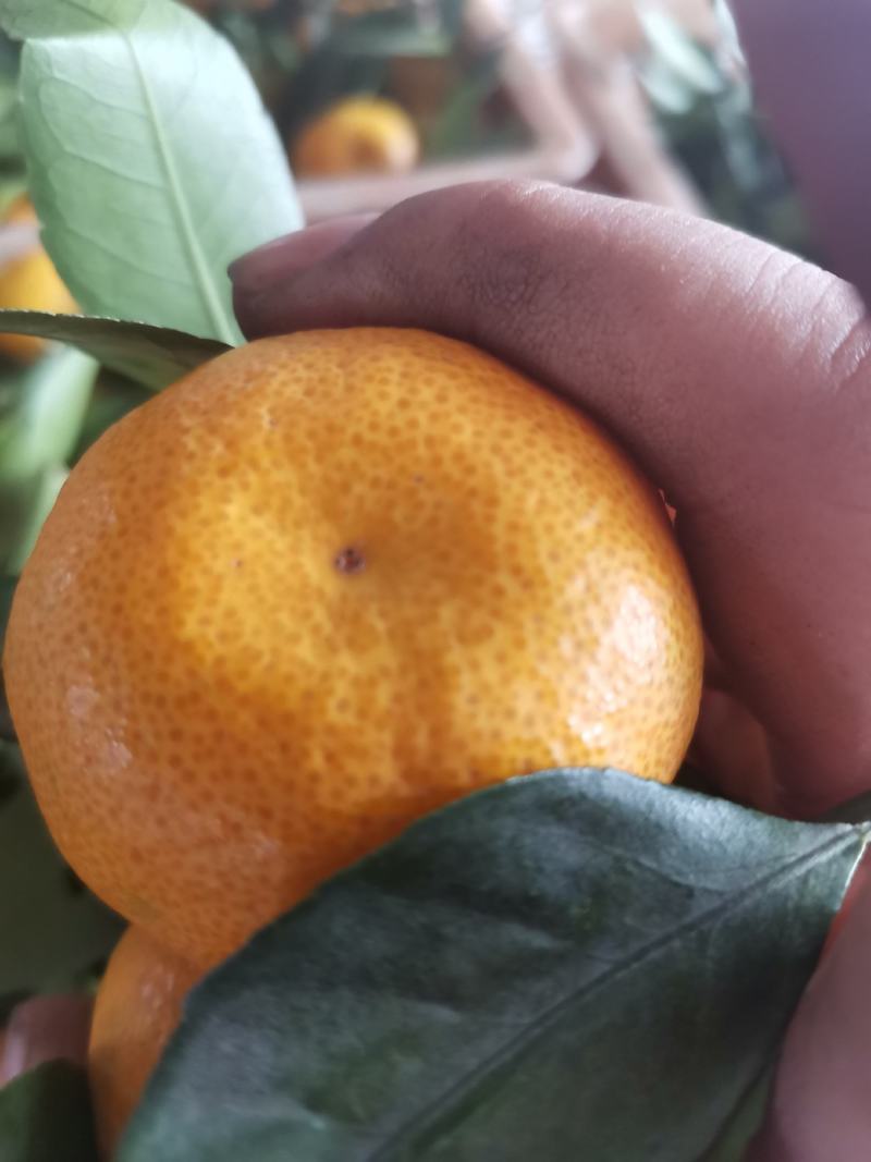 江西新余蜜橘即将上市