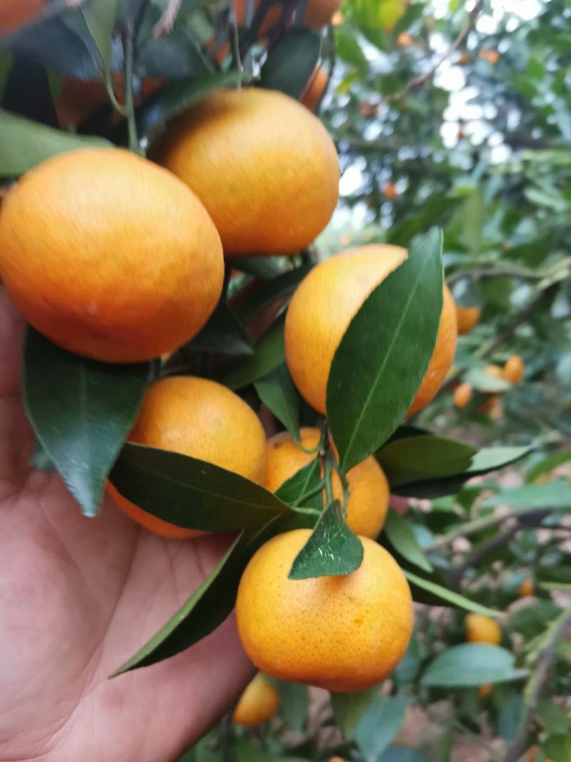 江西新余蜜橘即将上市