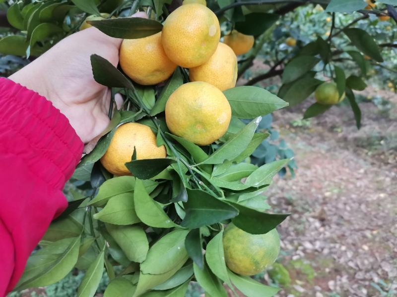 江西新余蜜橘即将上市