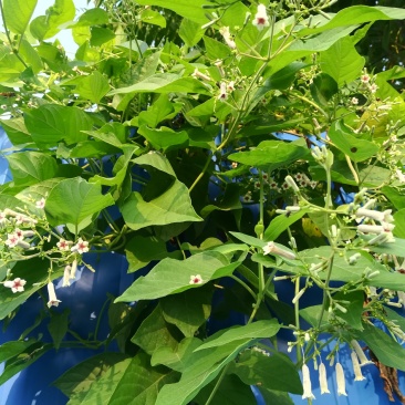 鸡屎藤