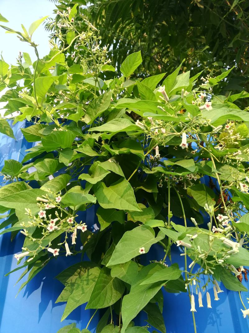 鸡屎藤
