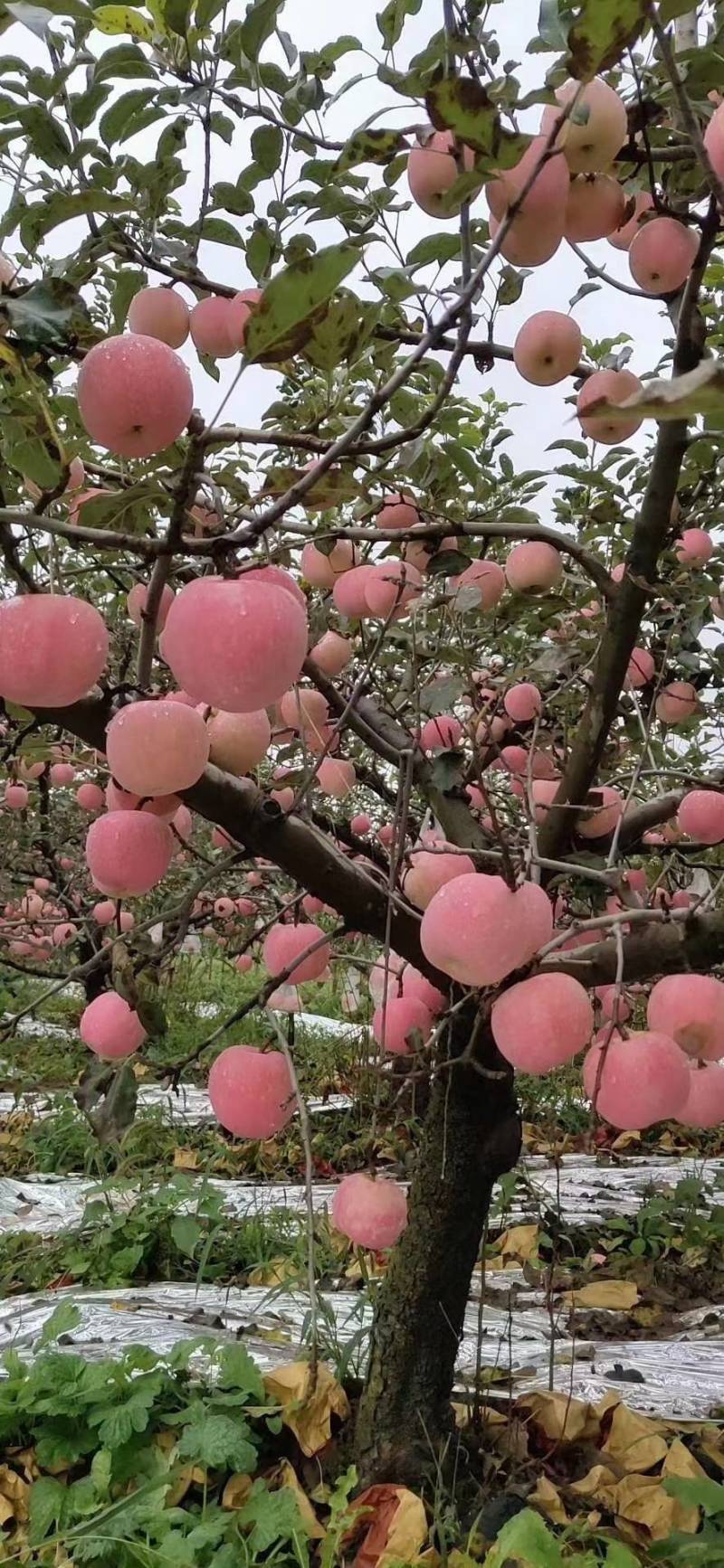 纸袋富士下捡苹果大量有货，个头大，价格实惠，货量充足